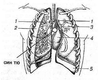 Aнатомия жизни и смерти. Жизненно важные точки на теле человека - _139.jpg