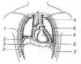 Aнатомия жизни и смерти. Жизненно важные точки на теле человека - _146.jpg