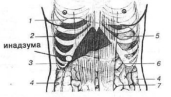 Aнатомия жизни и смерти. Жизненно важные точки на теле человека - _148.jpg