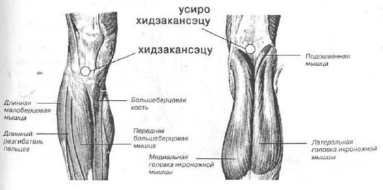 Aнатомия жизни и смерти. Жизненно важные точки на теле человека - _168.jpg