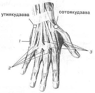Aнатомия жизни и смерти. Жизненно важные точки на теле человека - _185.jpg
