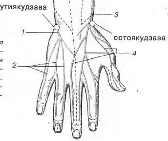 Aнатомия жизни и смерти. Жизненно важные точки на теле человека - _186.jpg