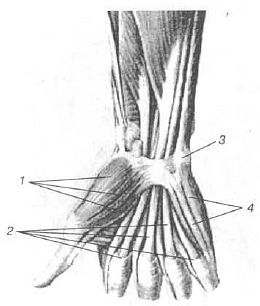 Aнатомия жизни и смерти. Жизненно важные точки на теле человека - _187.jpg
