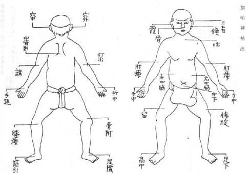 Aнатомия жизни и смерти. Жизненно важные точки на теле человека - _213.jpg