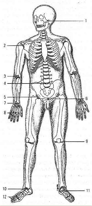 Aнатомия жизни и смерти. Жизненно важные точки на теле человека - _8.jpg