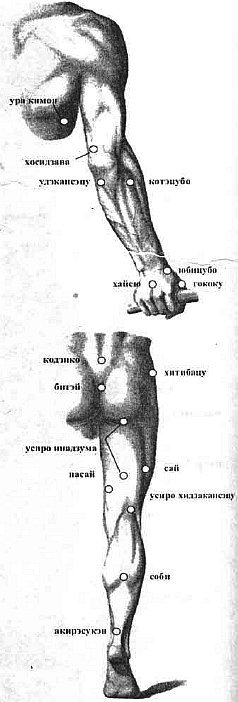 Aнатомия жизни и смерти. Жизненно важные точки на теле человека - _80.jpg