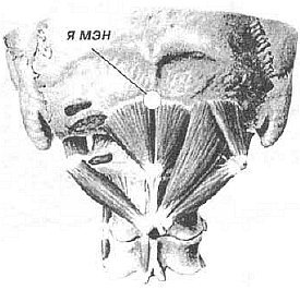 Aнатомия жизни и смерти. Жизненно важные точки на теле человека - _84.jpg