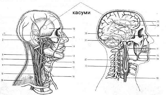 Aнатомия жизни и смерти. Жизненно важные точки на теле человека - _86.jpg