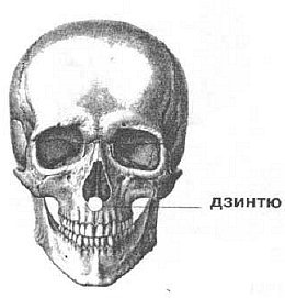Aнатомия жизни и смерти. Жизненно важные точки на теле человека - _87.jpg