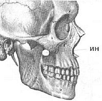 Aнатомия жизни и смерти. Жизненно важные точки на теле человека - _91.jpg