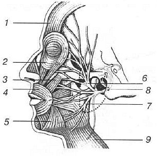 Aнатомия жизни и смерти. Жизненно важные точки на теле человека - _92.jpg
