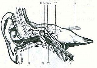 Aнатомия жизни и смерти. Жизненно важные точки на теле человека - _93.jpg