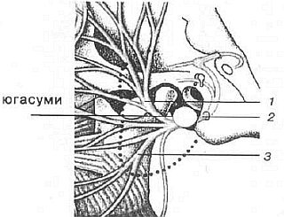 Aнатомия жизни и смерти. Жизненно важные точки на теле человека - _96.jpg