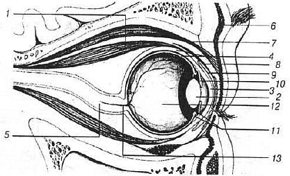 Aнатомия жизни и смерти. Жизненно важные точки на теле человека - _98.jpg