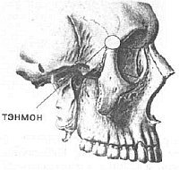 Aнатомия жизни и смерти. Жизненно важные точки на теле человека - _99.jpg