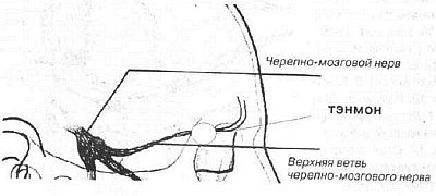 Aнатомия жизни и смерти. Жизненно важные точки на теле человека - _100.jpg