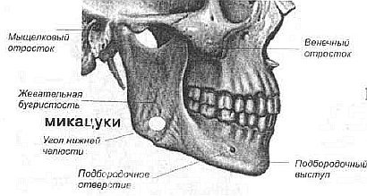 Aнатомия жизни и смерти. Жизненно важные точки на теле человека - _103.jpg