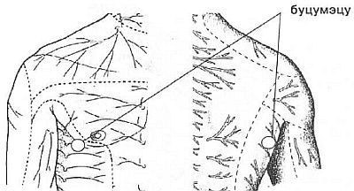 Aнатомия жизни и смерти. Жизненно важные точки на теле человека - _129.jpg