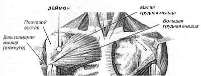 Aнатомия жизни и смерти. Жизненно важные точки на теле человека - _133.jpg