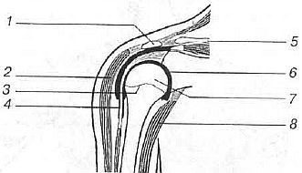 Aнатомия жизни и смерти. Жизненно важные точки на теле человека - _134.jpg