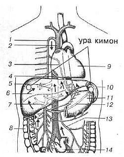 Aнатомия жизни и смерти. Жизненно важные точки на теле человека - _137.jpg