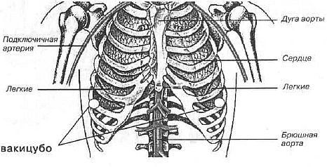 Aнатомия жизни и смерти. Жизненно важные точки на теле человека - _143.jpg