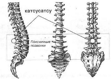 Aнатомия жизни и смерти. Жизненно важные точки на теле человека - _144.jpg
