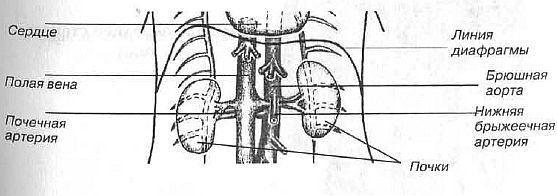 Aнатомия жизни и смерти. Жизненно важные точки на теле человека - _145.jpg