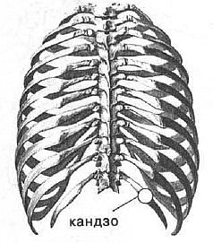 Aнатомия жизни и смерти. Жизненно важные точки на теле человека - _149.jpg