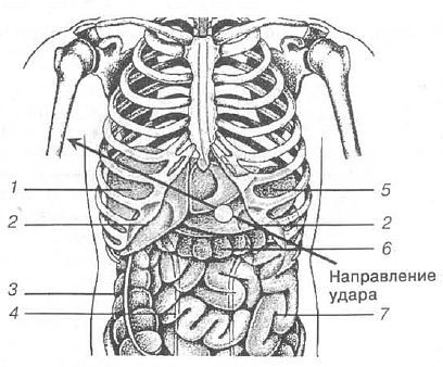 Aнатомия жизни и смерти. Жизненно важные точки на теле человека - _153.jpg
