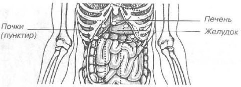 Aнатомия жизни и смерти. Жизненно важные точки на теле человека - _154.jpg