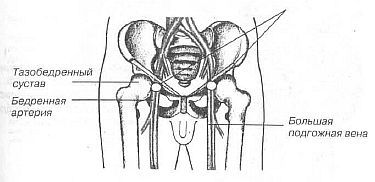 Aнатомия жизни и смерти. Жизненно важные точки на теле человека - _159.jpg