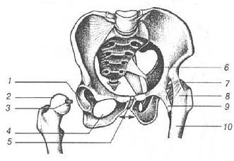 Aнатомия жизни и смерти. Жизненно важные точки на теле человека - _162.jpg