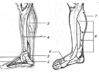 Aнатомия жизни и смерти. Жизненно важные точки на теле человека - _172.jpg