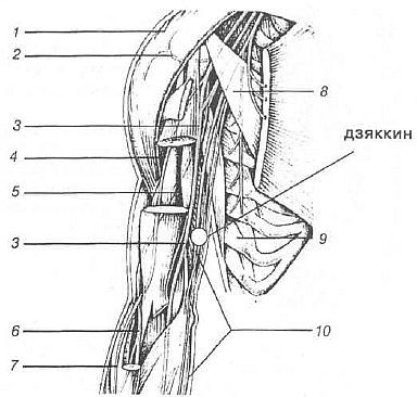 Aнатомия жизни и смерти. Жизненно важные точки на теле человека - _179.jpg