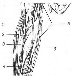 Aнатомия жизни и смерти. Жизненно важные точки на теле человека - _184.jpg