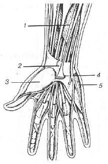 Aнатомия жизни и смерти. Жизненно важные точки на теле человека - _188.jpg