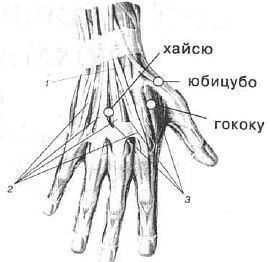 Aнатомия жизни и смерти. Жизненно важные точки на теле человека - _189.jpg