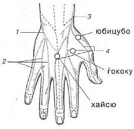 Aнатомия жизни и смерти. Жизненно важные точки на теле человека - _190.jpg