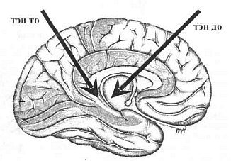 Aнатомия жизни и смерти. Жизненно важные точки на теле человека - _82.jpg
