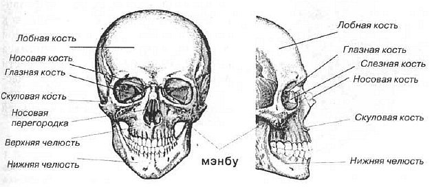 Aнатомия жизни и смерти. Жизненно важные точки на теле человека - _89.jpg