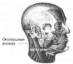 Aнатомия жизни и смерти. Жизненно важные точки на теле человека - _95.jpg