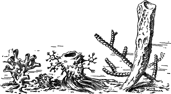 Жизнь моря - i_042.png