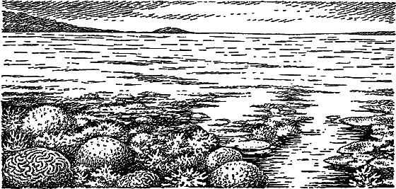 Жизнь моря - i_045.png