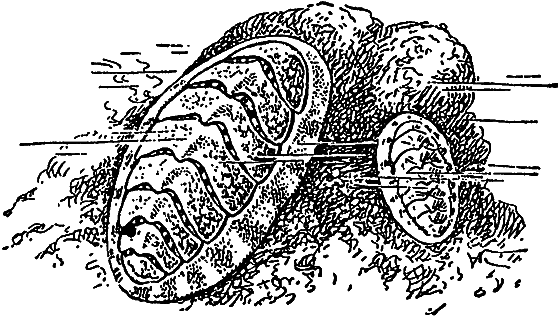 Жизнь моря - i_050.png