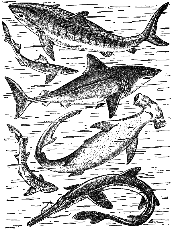 Жизнь моря - i_059.png