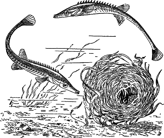 Жизнь моря - i_069.png