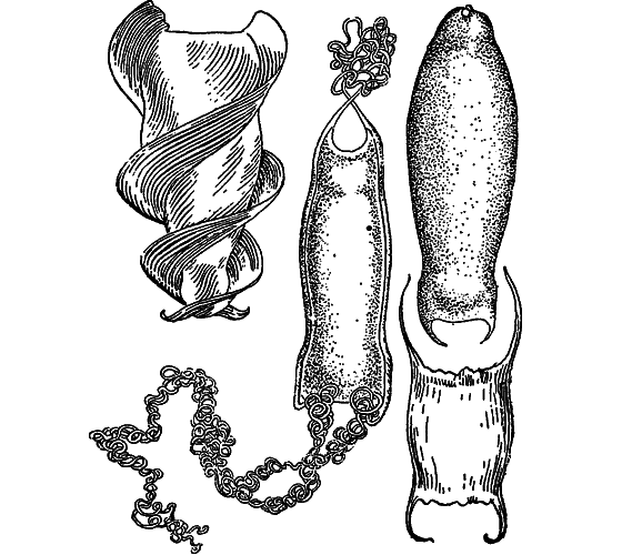 Жизнь моря - i_070.png