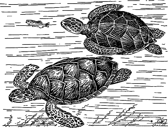 Жизнь моря - i_072.png