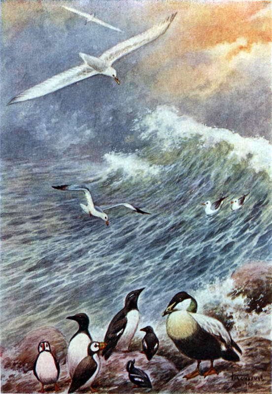 Жизнь моря - i_075.jpg